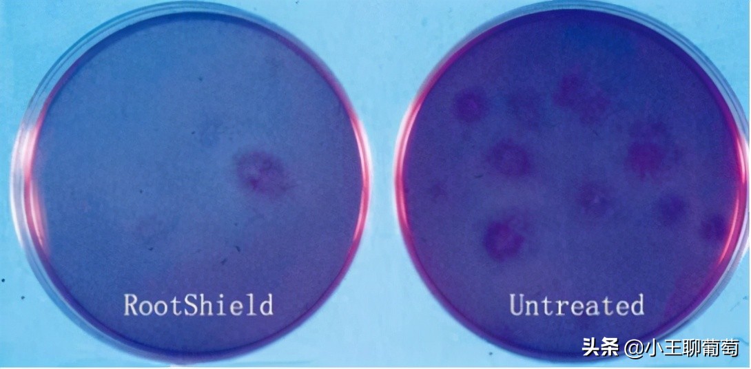 有病治病没病可以养根护根,有病治病没病杀菌