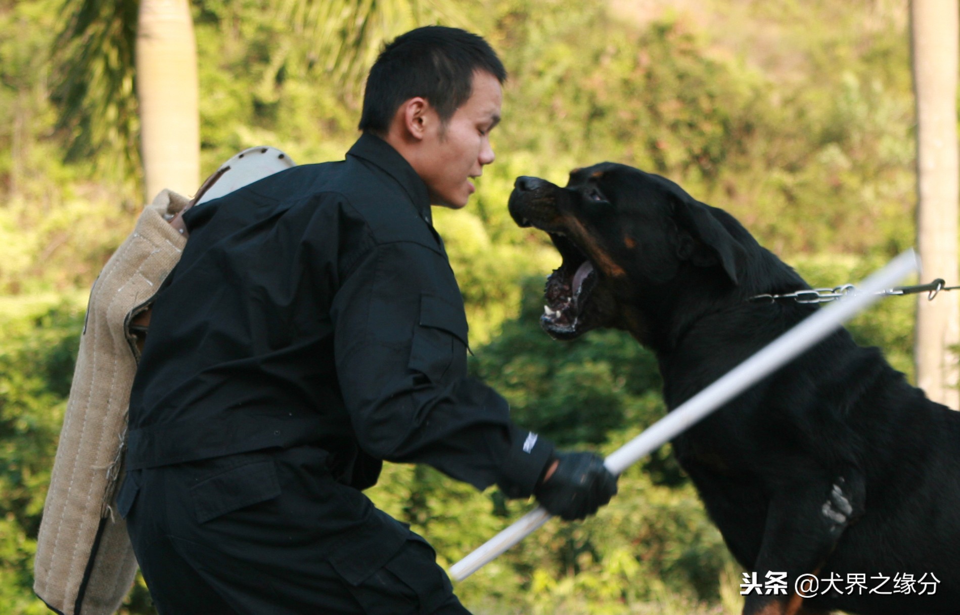 护卫犬有哪些是最厉害的护卫犬,盘点战斗力超高的五大护卫犬