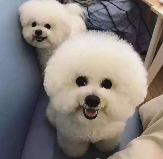 比熊最多能活几年,养两只比熊要注意哪些事项