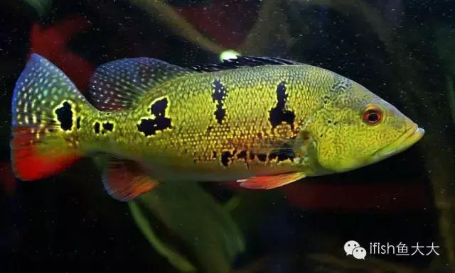 大型鱼观赏性,大型三间鱼