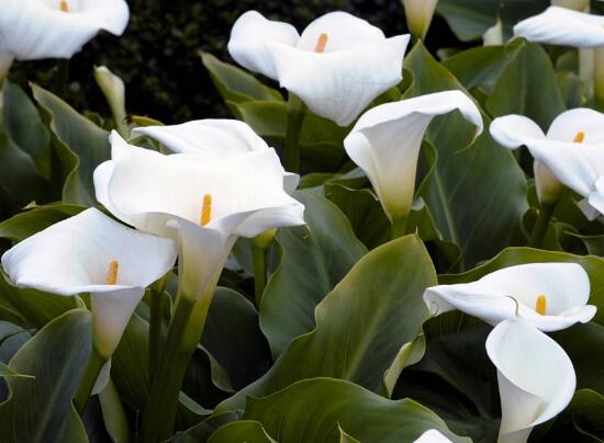 马蹄莲品种及图片欣赏大全,马蹄莲的品种及名称图片大全