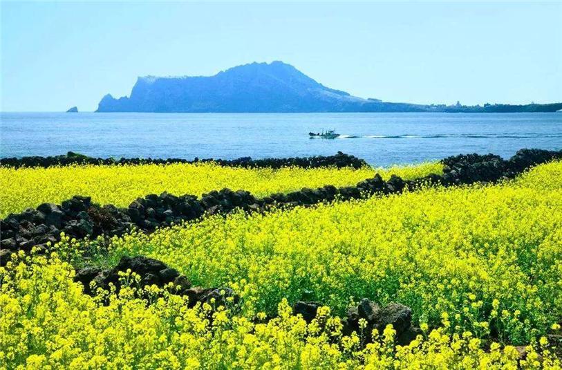 去韩国济州岛危险吗,去济州岛旅游过关好过吗