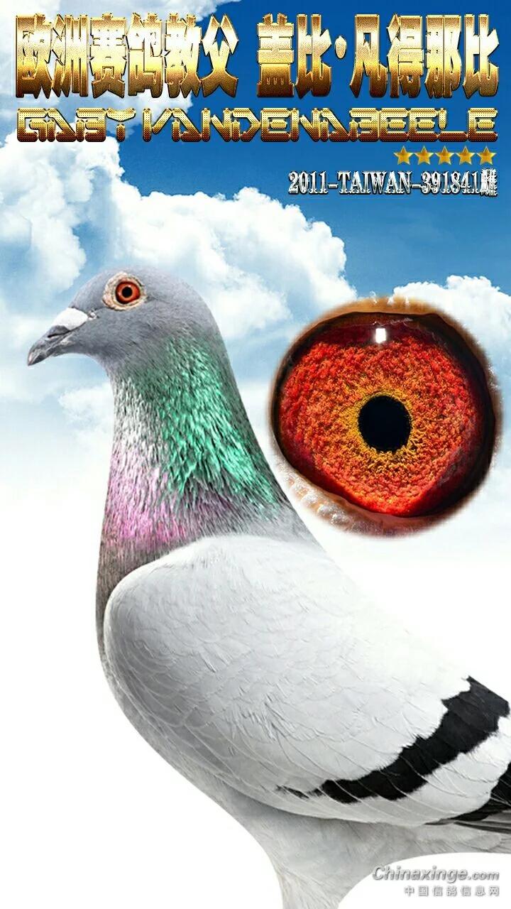 小体型的金母赛鸽,赛鸽育儿全过程