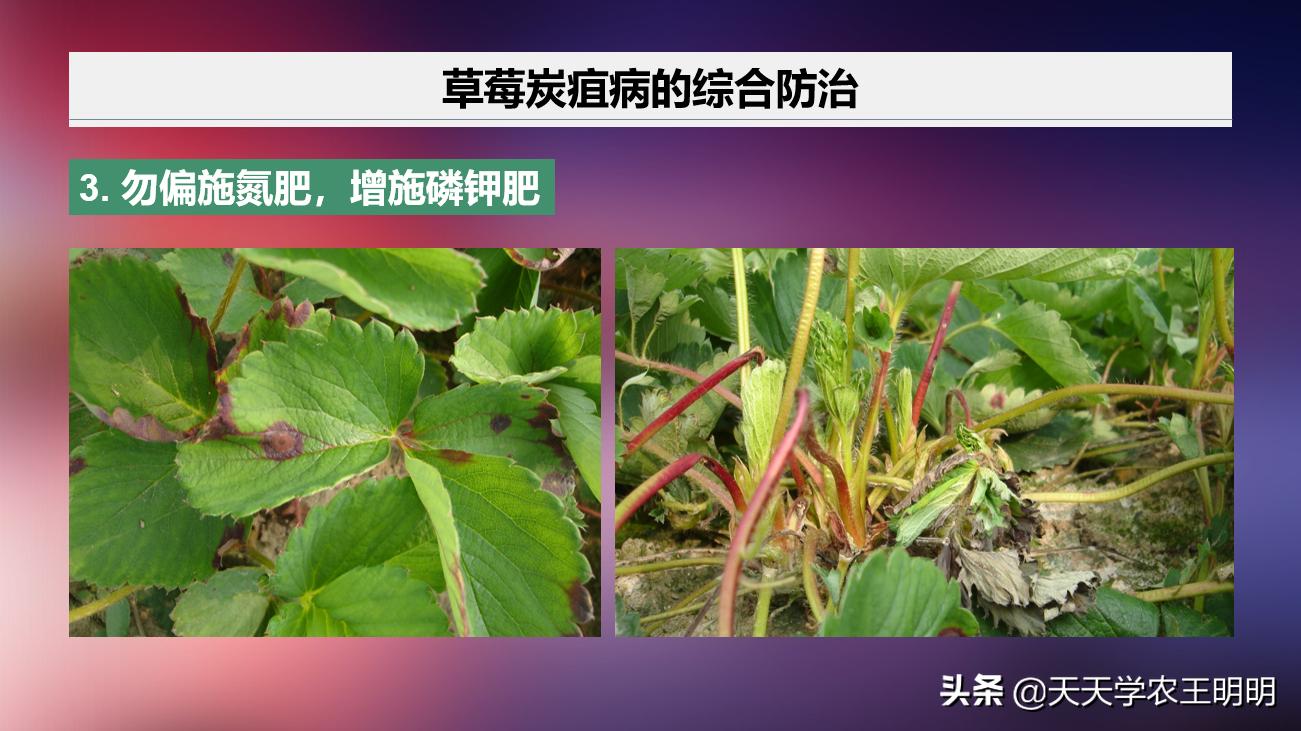 草莓得了炭疽病怎么办,草莓已经开花结果得炭疽病怎么治