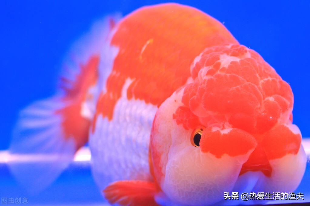 兰寿金鱼适合多少度的水温喂几次,金鱼每天喂食几次喂多少合适