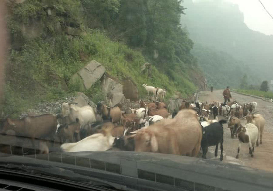 钓鱼人的困惑,这种健鲤和平常鲤鱼不一样吗?
