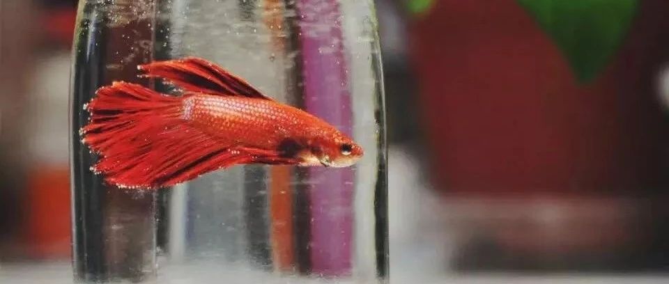 国内合法饲养的萌宠,国内禁养的小萌宠