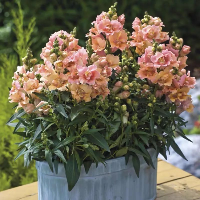 这10种耐旱花2个月不浇水,10种花养不死