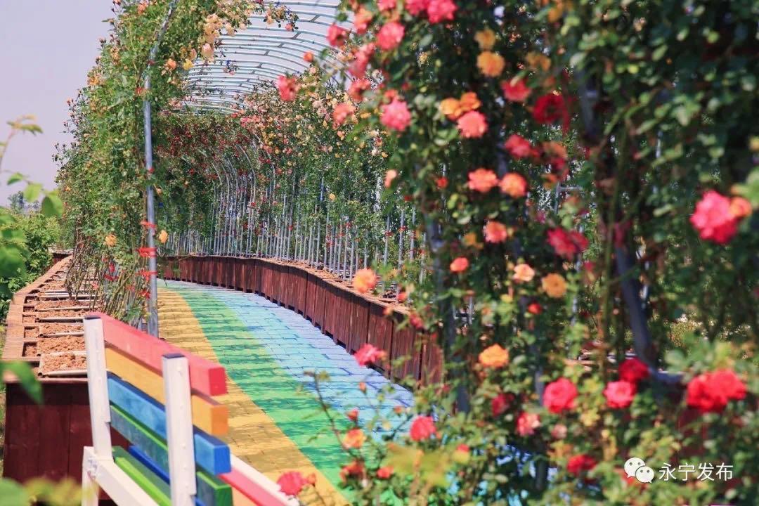 南京溧水千亩玫瑰,南京玫瑰园千亩花海迎来盛花期