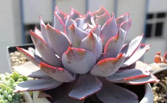 广寒宫和晚霞多肉有什么区别,多肉广寒宫开花的样子