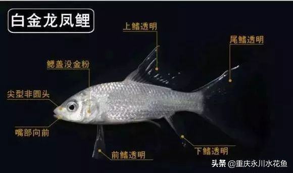 普身蝴蝶鲤和龙凤锦鲤的区别,龙凤锦鲤和蝴蝶锦鲤哪个更贵