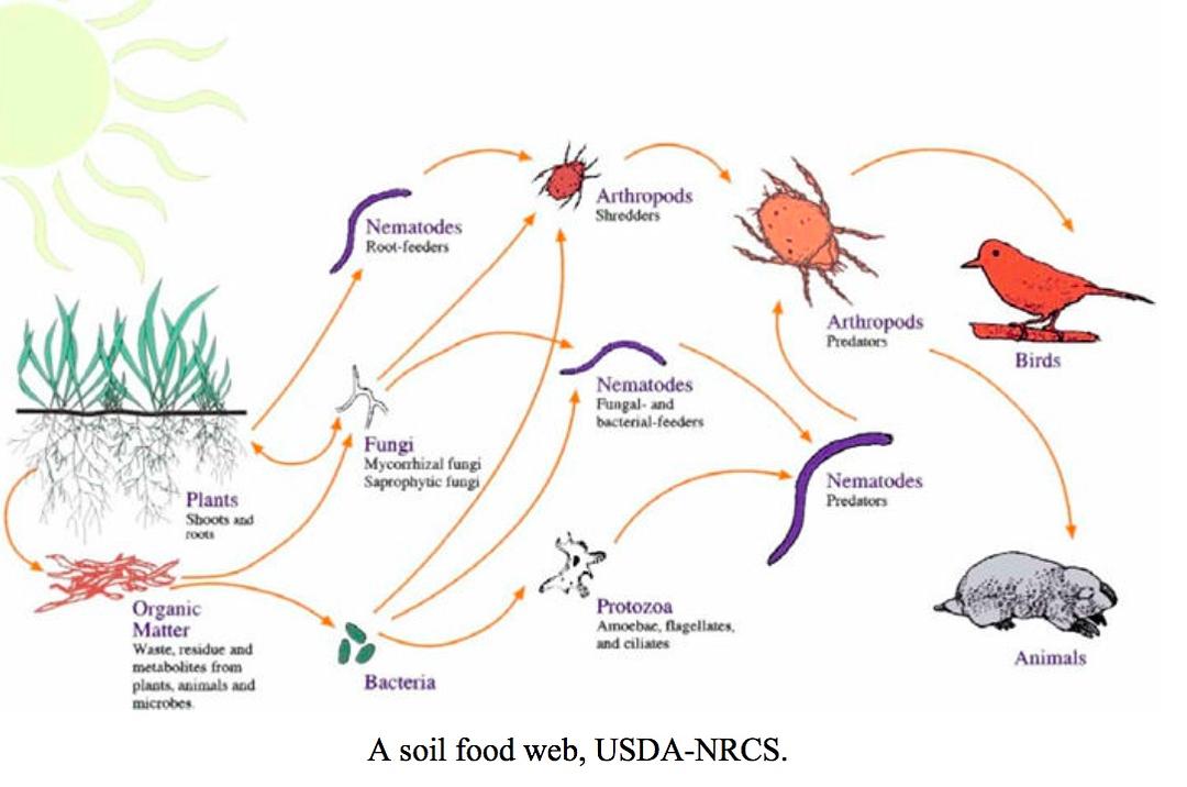 最大蜈蚣捕食,巨型蜈蚣捕食的全过程