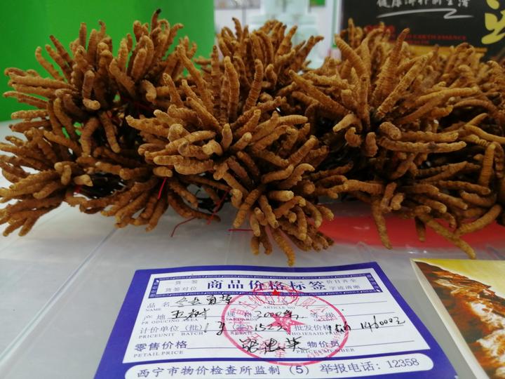 14万一斤的冬虫夏草,14万元一斤的冬虫夏草