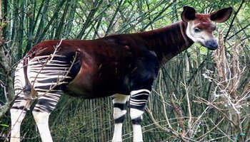 山海经中哪些是人类发现的,山海经中哪些真实存在的生物