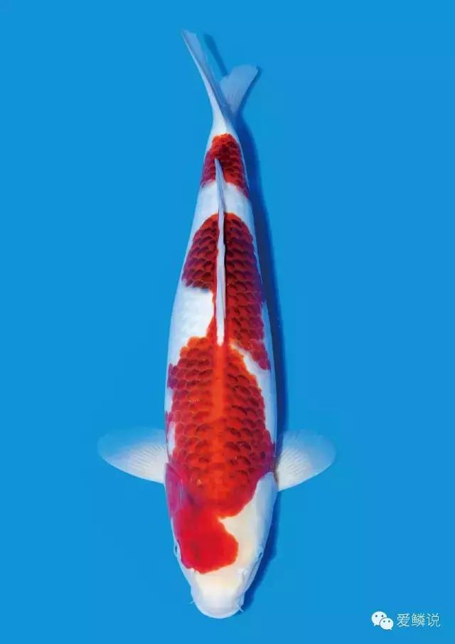 衣服的前世今生,衣字的前世今生