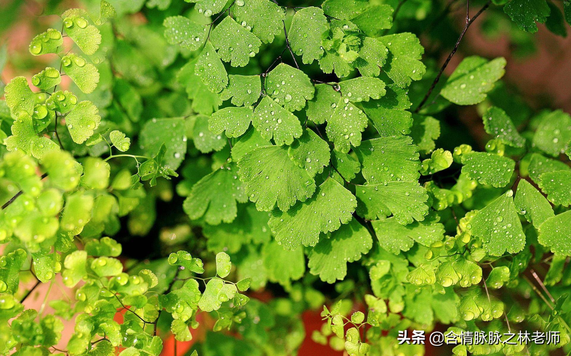 家里植物长得不好有什么说法,家里什么植物都养不好是什么原因