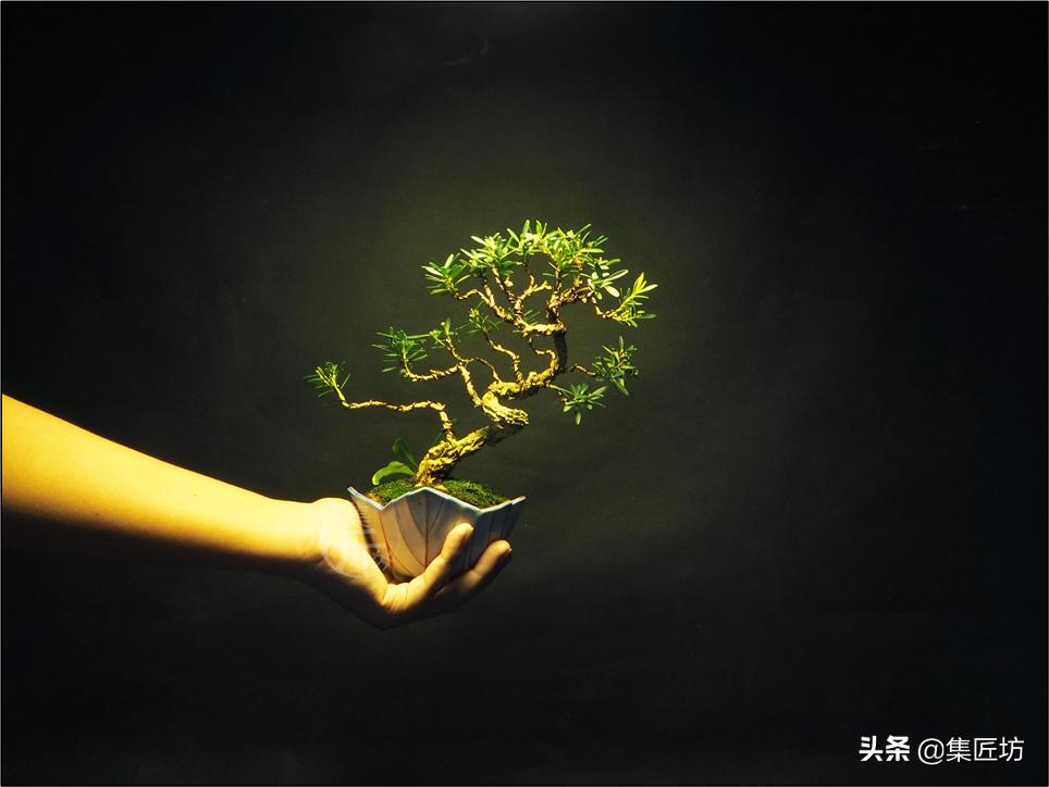 雀舌黄杨冬季掉叶,雀舌黄杨老叶枯萎掉落