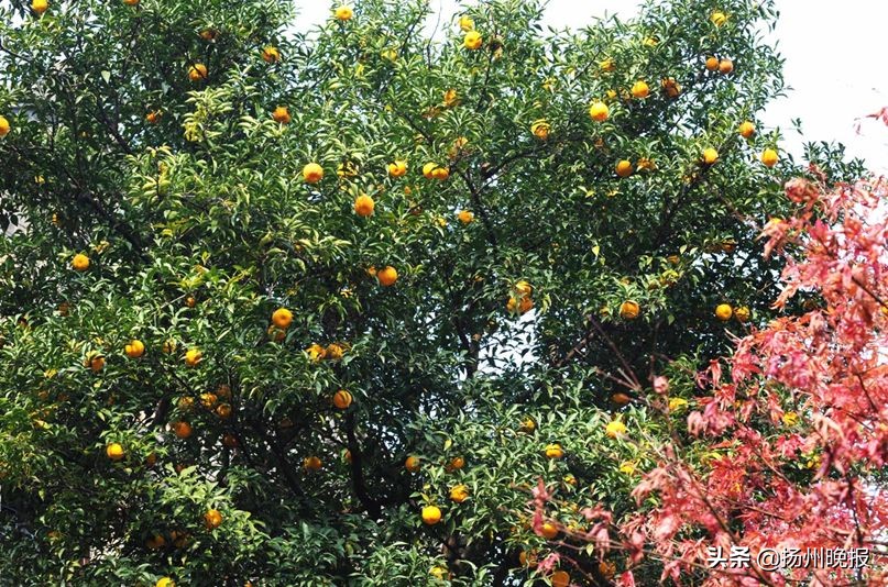 2018年冬天扬州赏花攻略,扬州11月秋景打卡地