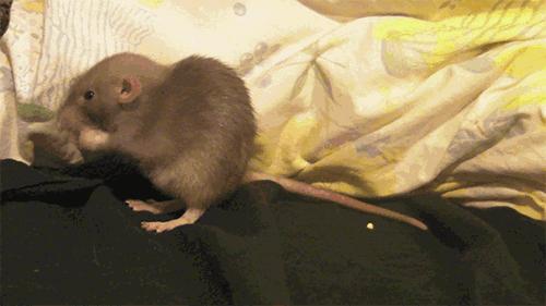 被老鼠尿液污染的食物还能吃吗,老鼠会不会用尿做标记