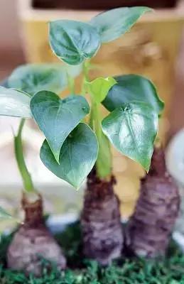 吃了一口芋头送医,芋艿吃了胸闷