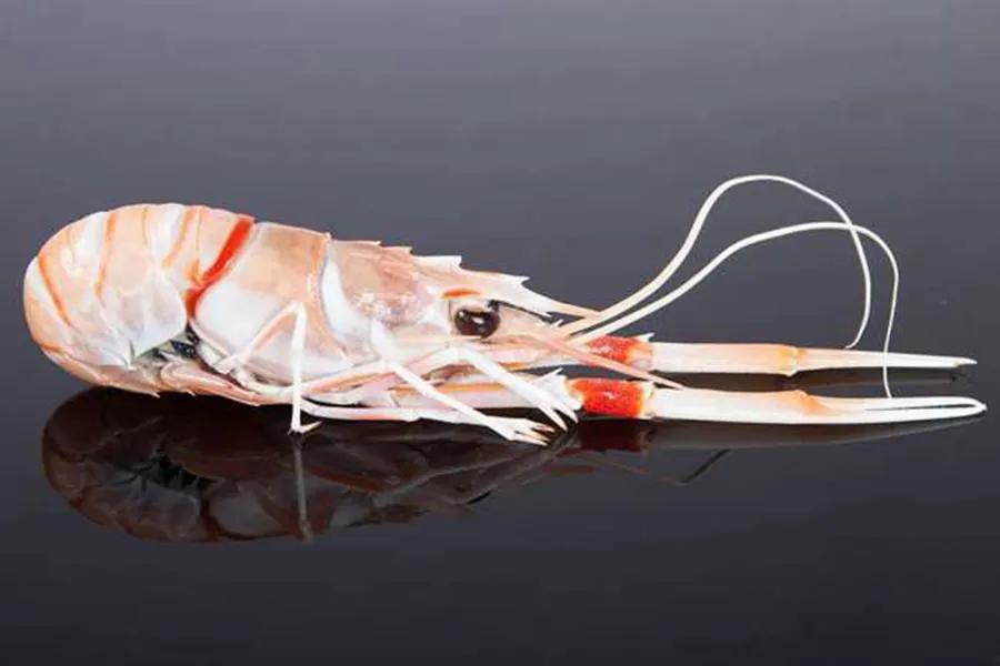 所有虾类哪种更好吃些图片,给你科普一下虾的种类