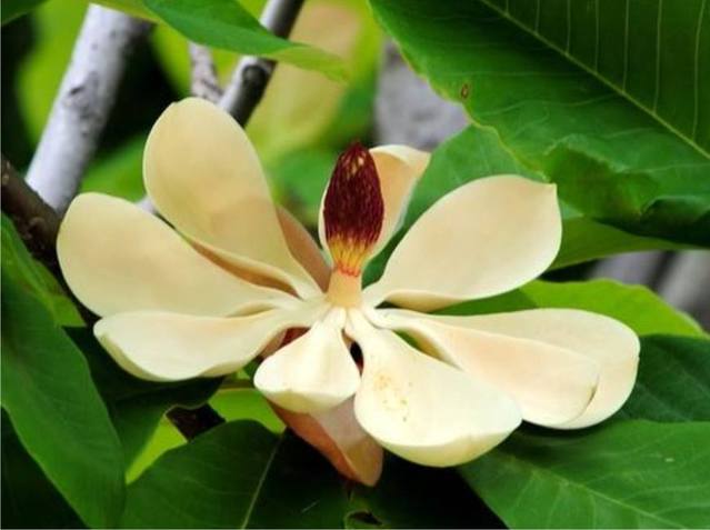 执业药师中药二全部记忆口诀,230味中药记忆口诀句句经典