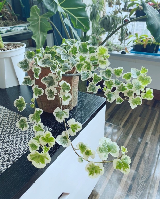 适合阳光暴晒的观叶绿植,适合室内养的高端观叶绿植