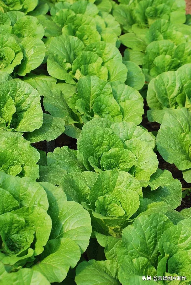 护眼精美壁纸图片大全,各种精彩护眼纯色壁纸大屏