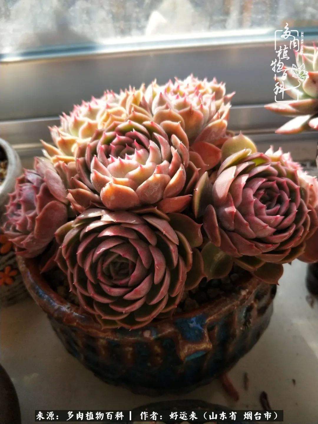 世上怎么会有这么可爱的生物,这世上怎么会有那么可爱的小可爱