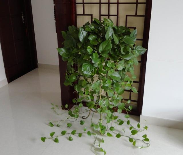 枕头内的荞麦皮放土里能养花吗,晒枕头晒出好多虫子