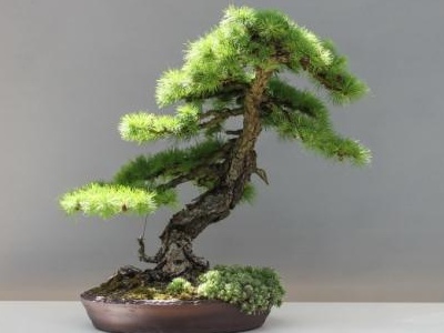 新买的松树可以直接上盆吗,松树盆景上盆后需要遮阳吗