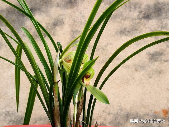 兰花不服盆的原因,为什么你的兰花总养死