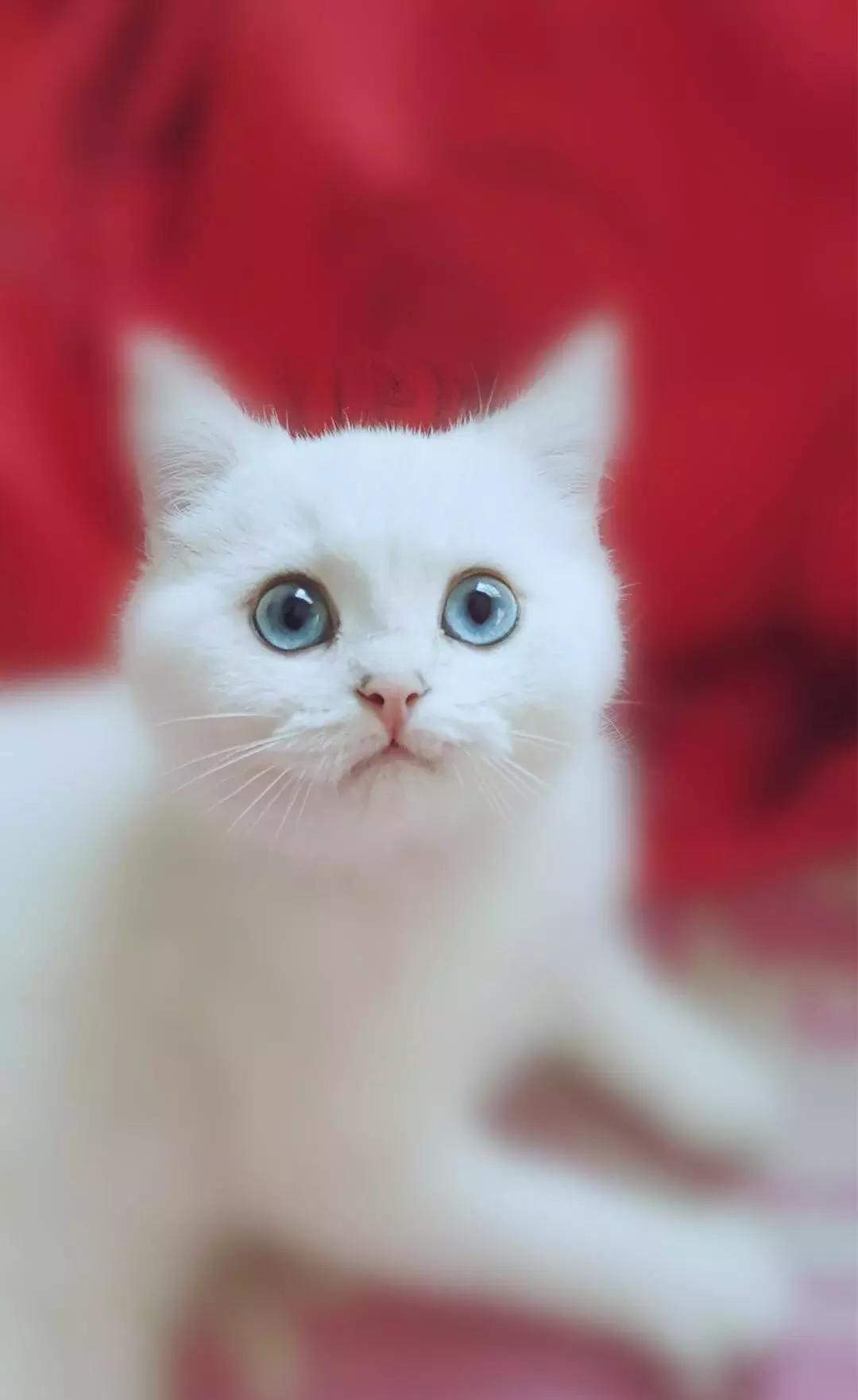 夏末秋初，刘三姐的英短咪咪，邂逅梁实秋的白猫王子