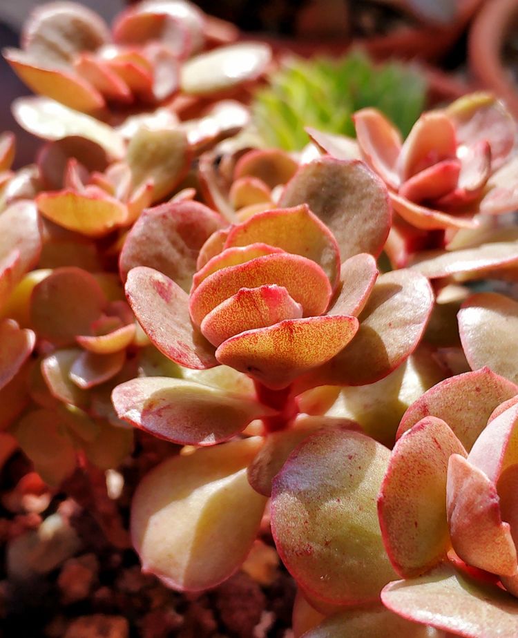 记录多肉长大的全过程,记录所有多肉成长过程