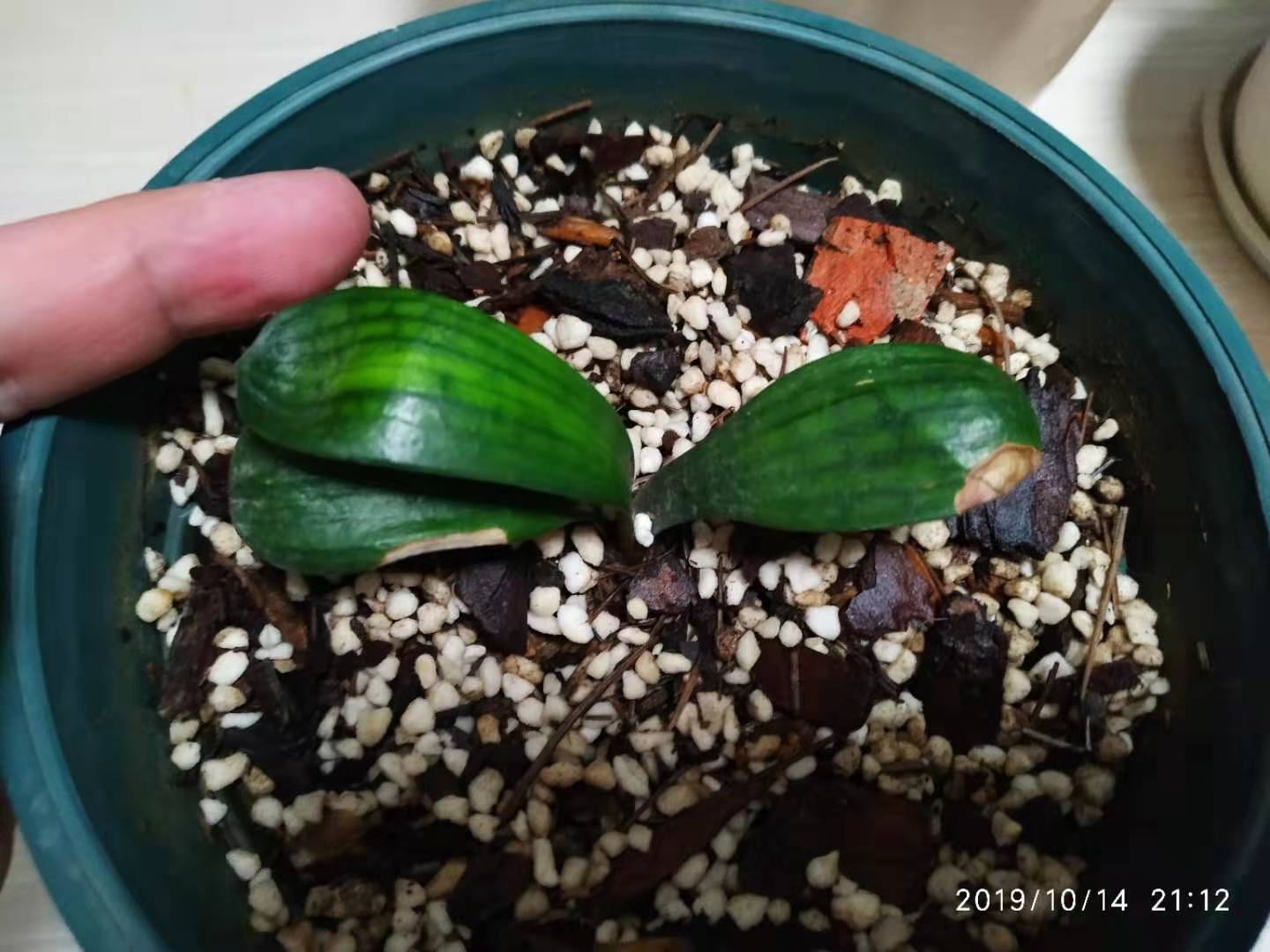 怎样使抹头君子兰出芽子多,大君子兰长出多个小苗怎么办