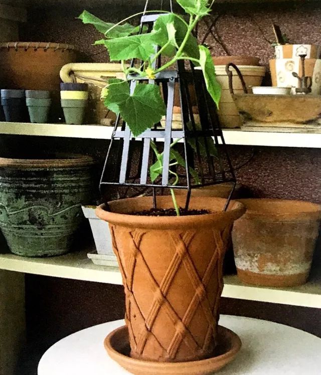 阳台黄瓜的种植如何保水保肥,阳台黄瓜怎么浇水多长时间浇一次