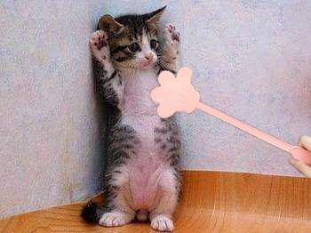 猫咪训猫器,猫咪电毯推荐