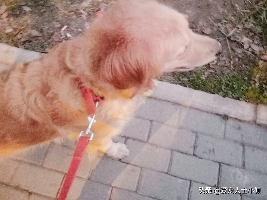 狗狗身上的蜱虫放大后是什么样,狗狗身上蜱虫用花露水能去除吗