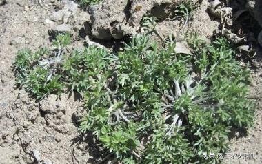 农村常见100种野菜图片及名称荠菜,春天挖野菜的感觉真好