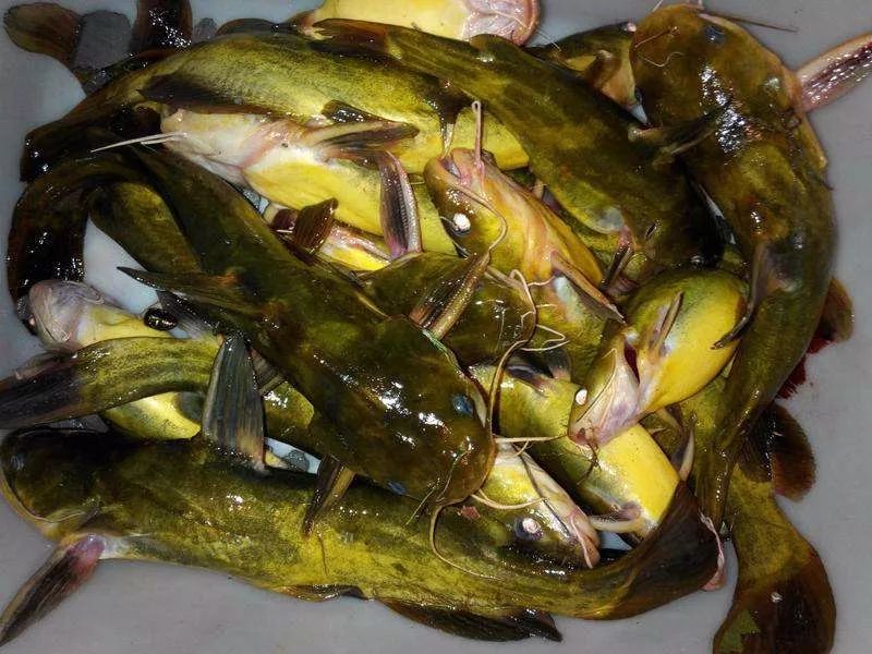 大马哈鱼肉饺子,鲜大马哈鱼做饺子