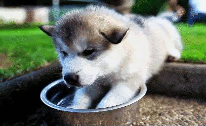 有什么防暑小妙招,狗狗防暑小常识