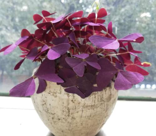 紫叶幸运草晚上怎么养,紫花幸运草养殖方法