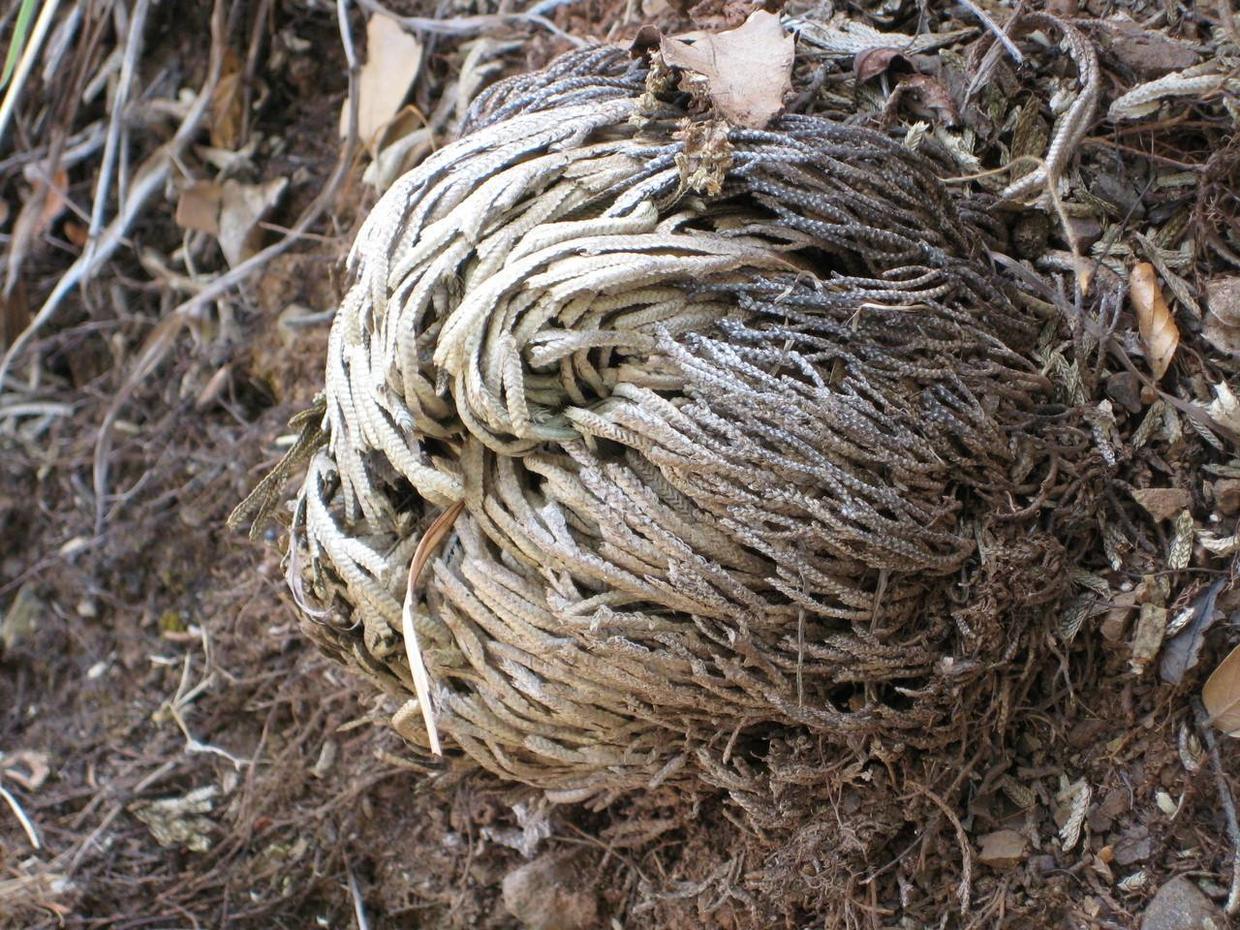 卷柏养成盆景观赏性强，叶子却打卷，这4点养护技巧，要做到