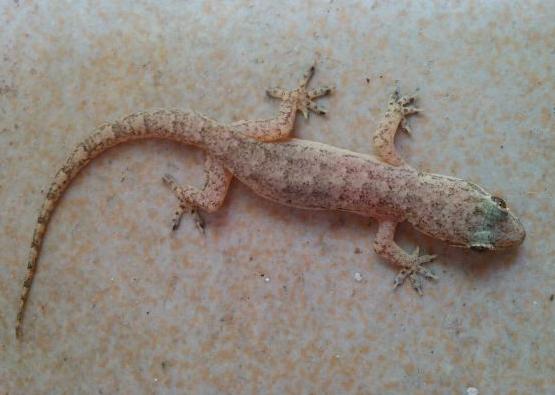 壁虎为什么称为五毒之首,壁虎为什么被列为五毒之一