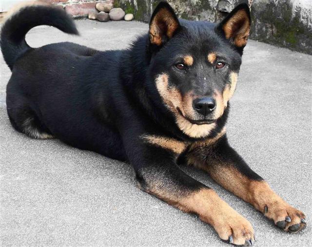 家狗藏獒,家狗柴犬