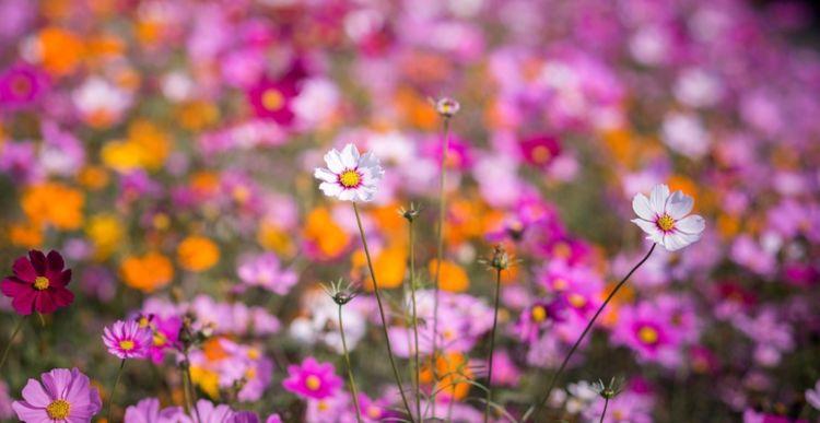 养花晚上浇水好还是早上浇水好,夏天养花怎么浇水最好