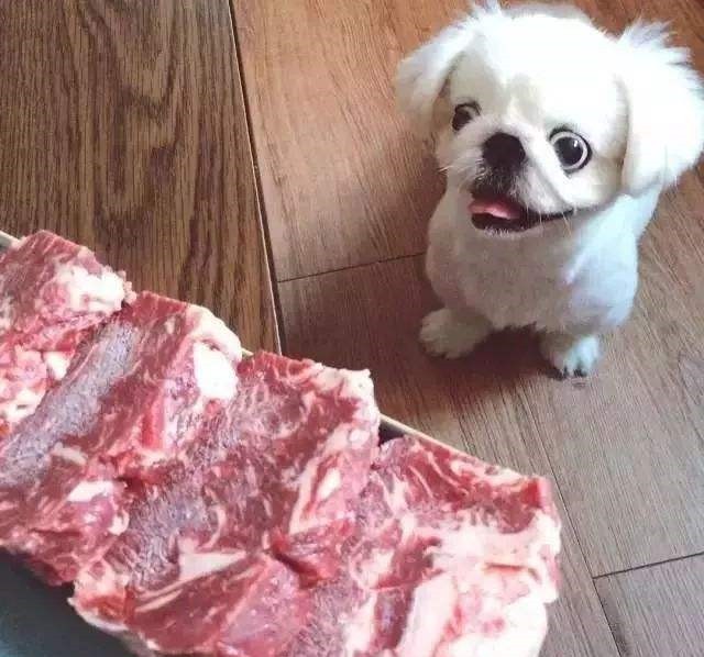 狗狗发情期如何应对？4招教你全面呵护