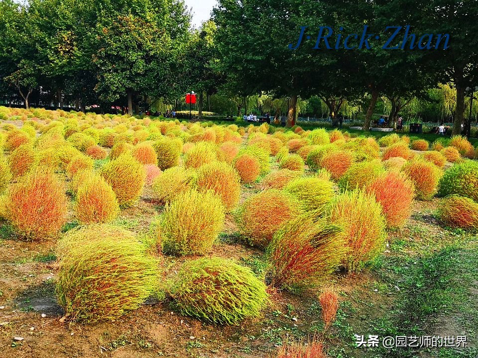 红色地肤草的种植方法,红地肤怎么养