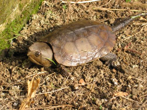 家养乌龟要水深多少,家养乌龟可以活多久