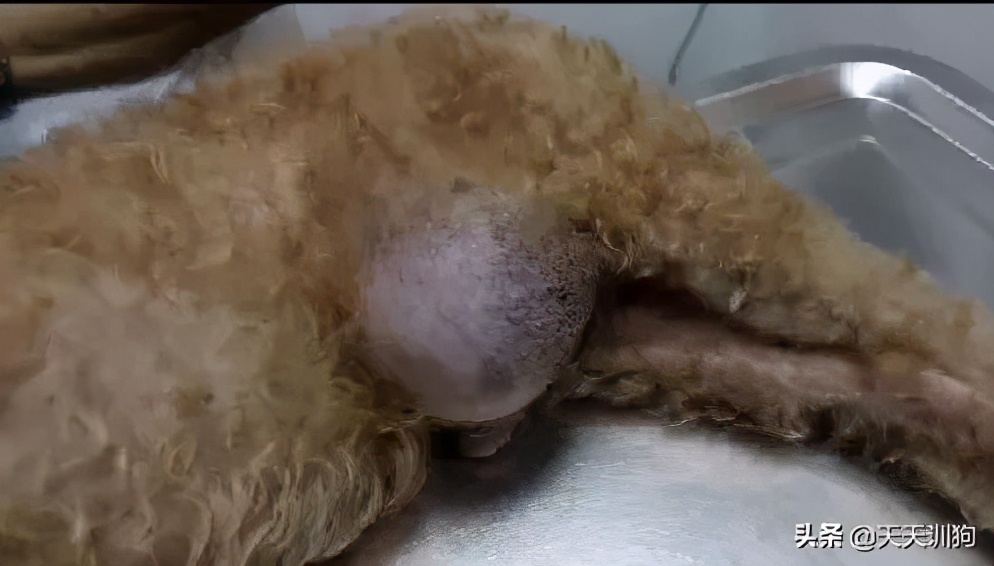 一只绝育的公狗,被绝育的狗子